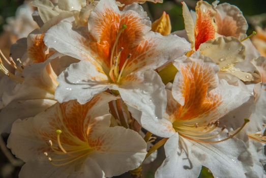 Azalea 'Palestrina', orange-white flowers that receive sunlight in the morning