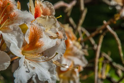 Azalea 'Palestrina', orange-white flowers that receive sunlight in the morning