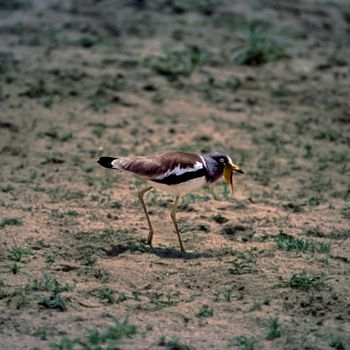 Withecrowned Plover (Vanellus albiceps), Selous Game Reserve, Morogoro, Tanzania, Africa