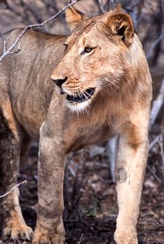 Lion (Panthera leo), Selous Game Reserve, Morogoro, Tanzania, Africa