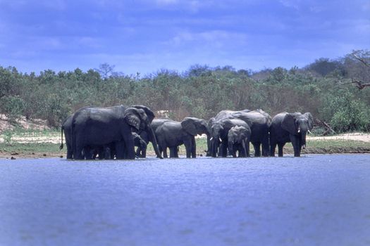 Elephant (Loxodonta africana), Selous Game Reserve, Morogoro, Tanzania, Africa