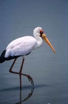 Yellowbilled Stork (Mycteria ibis, Selous Game Reserve, Morogoro, Tanzania, Africa