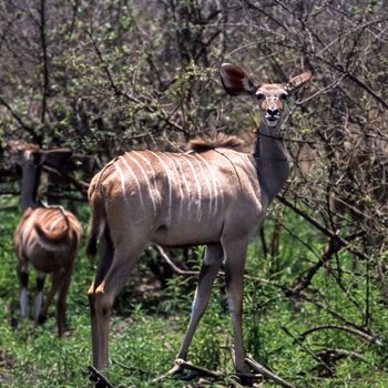 Kudu (Tragelaphus strepsiceros), Selous Game Reserve, Morogoro, Tanzania, Africa
