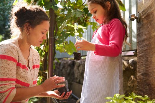 Loving mother, farmer and her cute baby girl working in the eco garden, planting sprouted seedling of pepper at the first time of transplanting plants in the open ground on an early sunny spring day