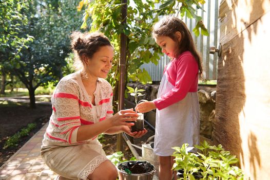 Gorgeous woman, agronomist farmer and her daughter planting sprouted seedlings at an eco farm on an early spring day. Sowing and cultivation of organic vegetables in eco field. Agriculture. Gardening