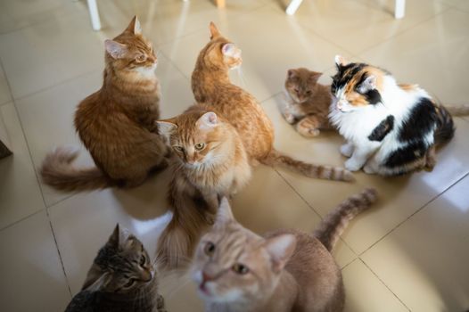 A group of cats in a cat cafe. Charity space