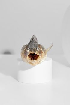 Dried salted zander with open toothy mouth lying on cylindrical stand on light gray background