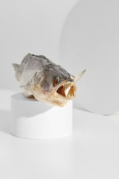 Air-dried pike perch with open toothy mouth lying on cylindrical podium on light gray background