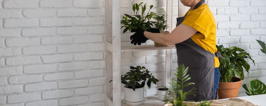 Middle aged woman gardener transplanting plant in ceramic pots on the white wooden table. Concept of home garden. Spring time. Stylish interior with a lot of plants. Taking care home plants.