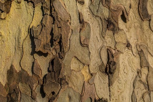 Beautiful detail and texture from big tree. Suitable for making background images