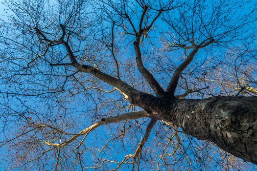 Tree top against blue sky, Detailed of tree branches in the garden in London. Save the Earth concept.