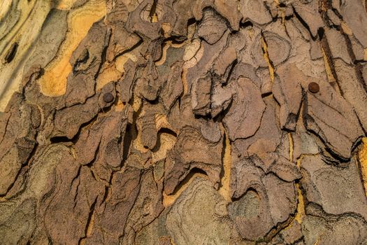 Beautiful detail and texture from big tree. Suitable for making background images
