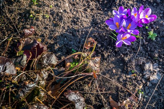 Purple flowers that are blooming on the soil. background. Space for text