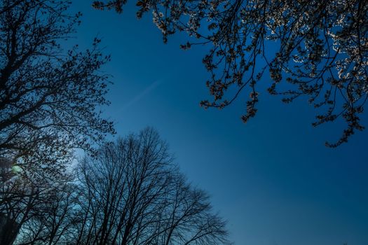 The tree opposite the blue sky, the details of the branches that are like a frame Suitable for making background images. Space for text