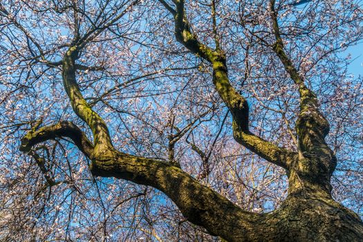 Spring cherry blossoms are full of trees, interspersed with blue sky. Beautiful, suitable for background images