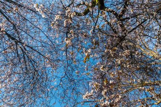 Spring cherry blossoms are full of trees, interspersed with blue sky. Beautiful, suitable for background images