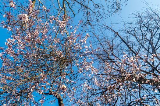 Spring cherry blossoms are full of trees, interspersed with blue sky. Beautiful, suitable for background images