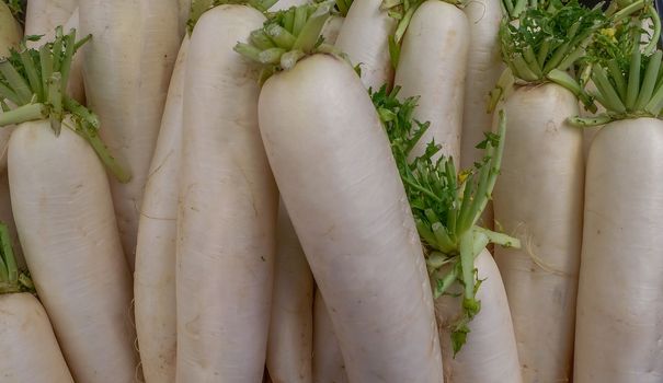 Many fresh white radish that are sold in the fresh market.