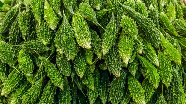 Green organic Bitter Melon, Momordica Charantiar Suitable for making background images.