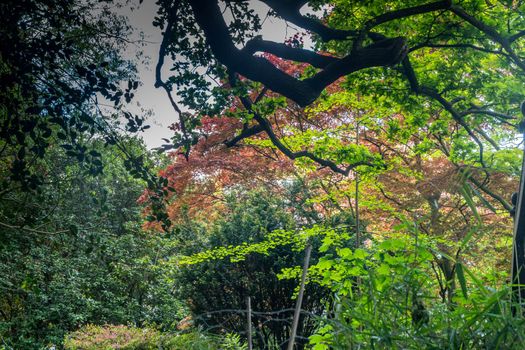 The beauty of colorful leaves In the spring in london.