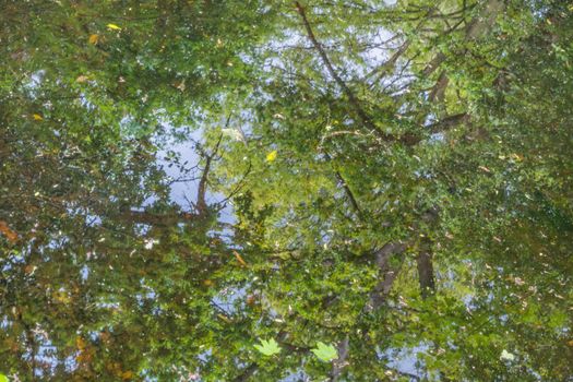 Beautiful autumn, reflection of trees in the open marsh