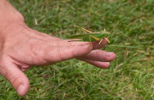 Green cricket or ,tettigoniidae walking on mans hand 