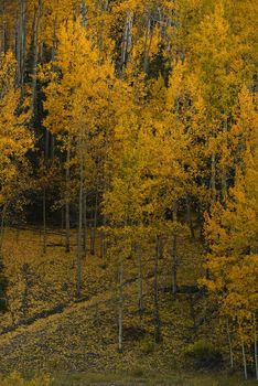 yellow aspen tree from colorado in autumn