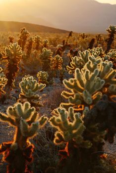 cholla cactus garden from Joshua Tree national park with a warm morning sunlight