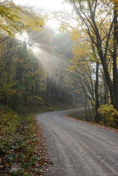 autumn road in west viginia forest 