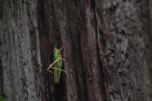 Green cricket or ,tettigoniidae walking on a tree