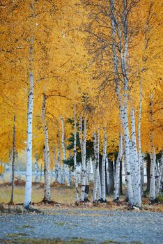 fall color of aspen tree in alaska