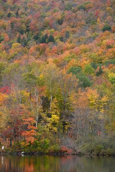 trees in vermont are changing color in autumn