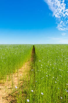 Large field of flax in bloom in spring