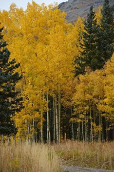 yellow aspen tree from colorado in autumn