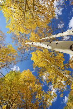 yellow aspen tree from colorado in autumn