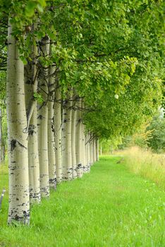 row of aspen tree in summer