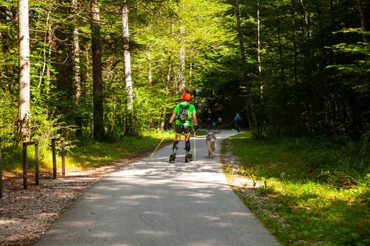 Man and his dog on roller skates at summer in the path of Bohinj forest, Slovenia