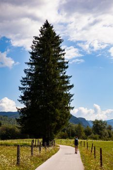 Young woman with backpack hiking next a big fir along the path in the Slovenian countryside. Bohinj