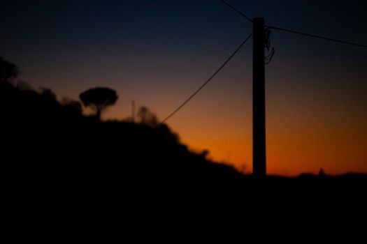 Silhouette of leaves of tree at sunset