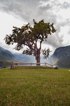 View of the famous tree next to the Bohinj lake