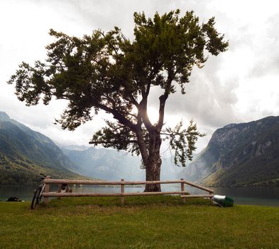 View of the famous tree next to the Bohinj lake