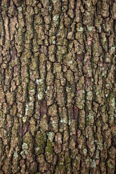 Close up of the Holm oak bark