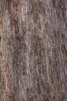 Close up of the cypress bark