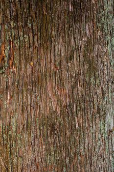 Close up of the cypress bark