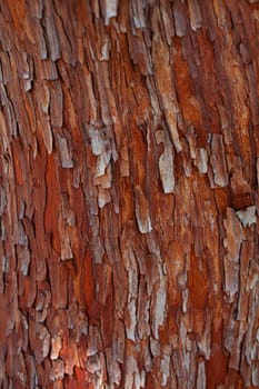Close up of strawberry tree bark