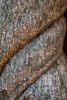 Close up of the wisteria bark