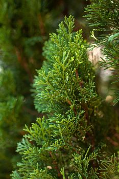 Close up of the cypress foliage