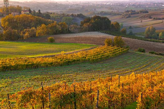 Vineyards in the Tortona hills at sunset during the autumn season