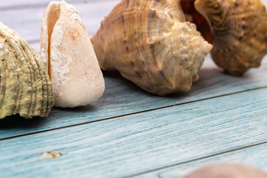 seashells on a blue wooden background.Marine theme.