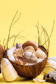 coconuts and shells on a yellow background .Marine theme.